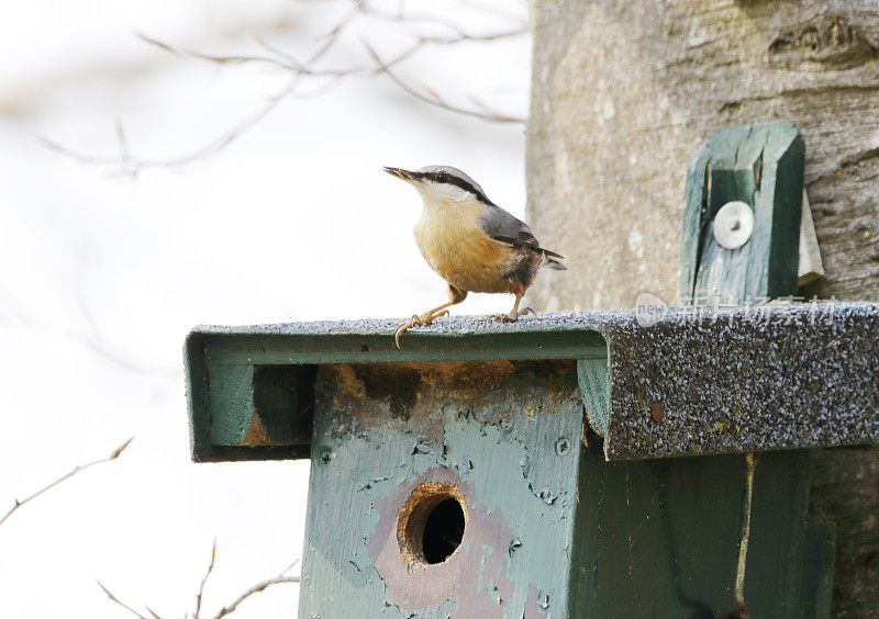 Nest Box设计的欧亚坚果(Sitta europaea)